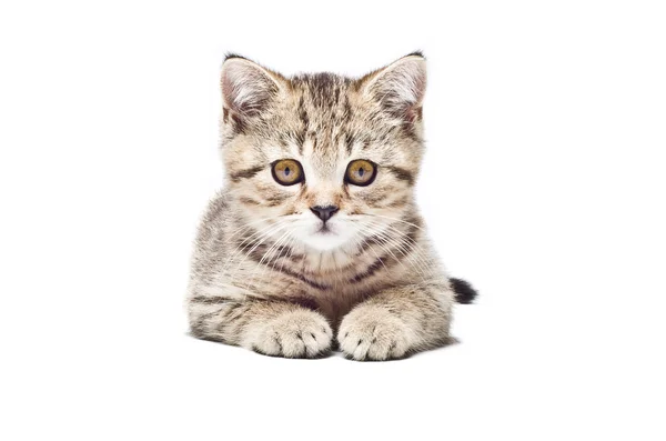 Cute kitten Scottish Straight — Stock Photo, Image