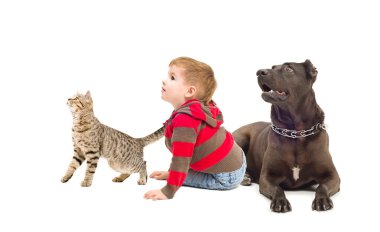 kedi, çocuk ve köpek birlikte ararken