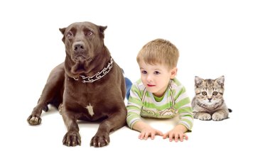 köpek, çocuk ve yan yana yatarken yavru kedi