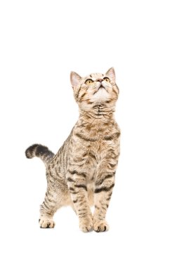 İskoç düz meraklı ararken genç kedi