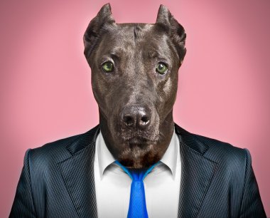 iş takım elbiseli bir köpeğin portresi