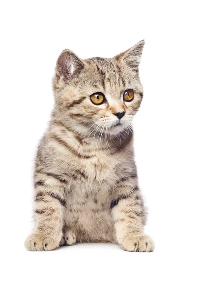 Scottish Straight kitten — Stock Photo, Image