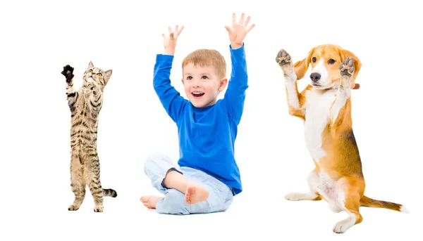 Niño alegre, perro y gato — Foto de Stock