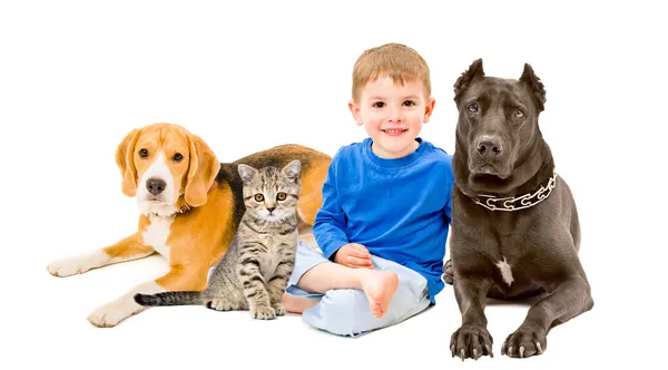 Fiú, macska és a két kutya együtt ül — Stock Fotó