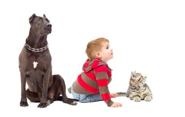 Tanrım, köpek ve birlikte uzağa bakarak kedicik