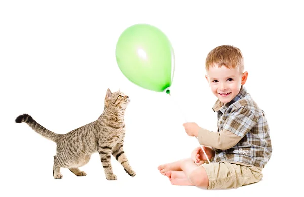 Menino e gato escocês em linha reta jogar balão — Fotografia de Stock