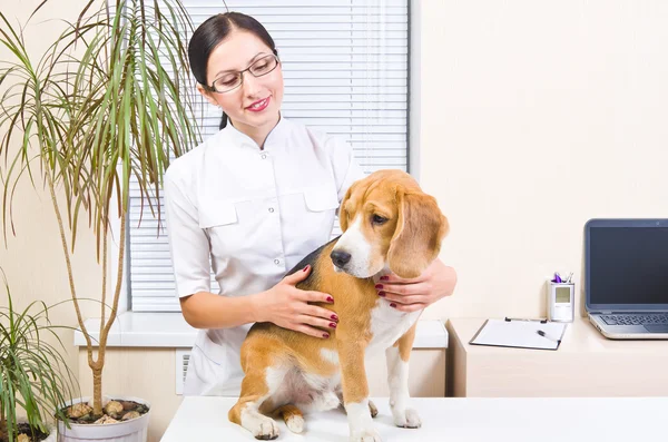 Beagle köpek veteriner resepsiyonda — Stok fotoğraf