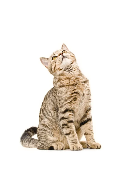 Curioso gatto Scozzese Etero — Foto Stock