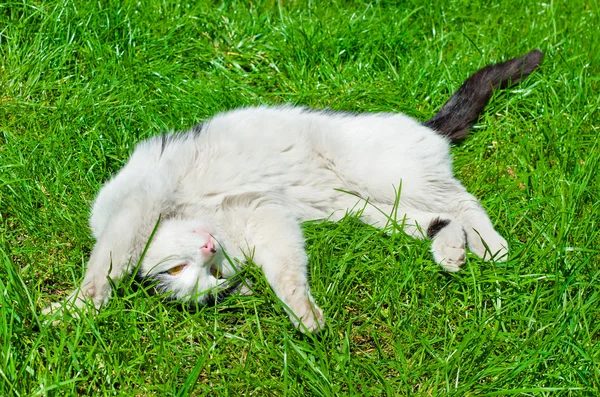 Şirin kedi çimlerin üzerinde yatıyor. — Stok fotoğraf