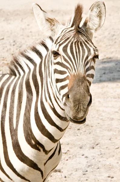 Porträtt av en zebra — Stockfoto