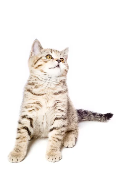 Carino gattino scozzese dritto — Foto Stock