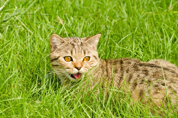 Kat Schotse recht in het gras — Stockfoto