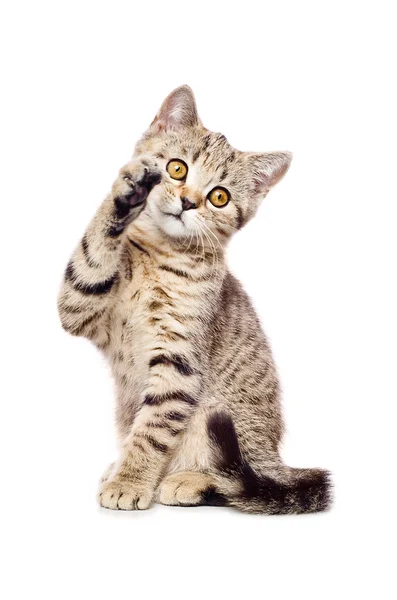 Portrait of a playful kitten Scottish Straight — Stock Photo, Image