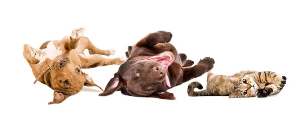 Divertenti Cuccioli Labrador Pitbull Gatto Scozzese Dritto Sdraiato Sulla Schiena — Foto Stock