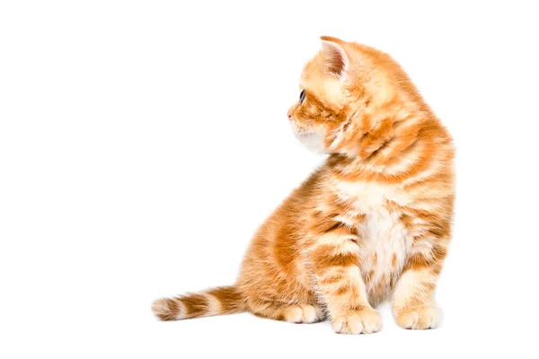 Klein Gember Kitten Kijken Naar Zijkant Zitten Geïsoleerd Witte Achtergrond — Stockfoto