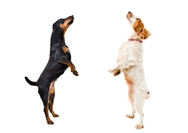 Dogs Standing Hind Legs Looking Isolated White Background — Stock Photo, Image