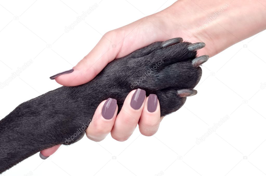 Friendly handshake of woman and dog