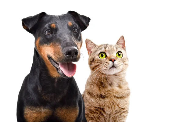 Porträt Eines Hundes Der Rasse Jagdterrier Und Katze Scottish Straight — Stockfoto