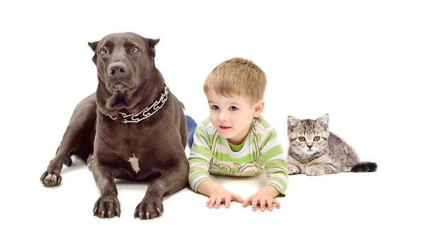 Собака, мальчик и котенок лежат вместе — стоковое фото