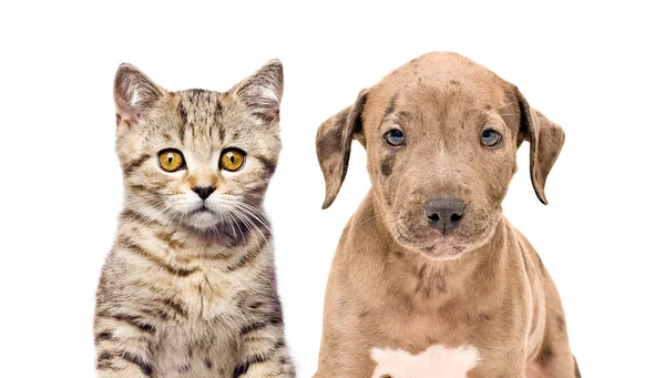 Bir yavru kedi ve köpek yavrusu portre — Stok fotoğraf