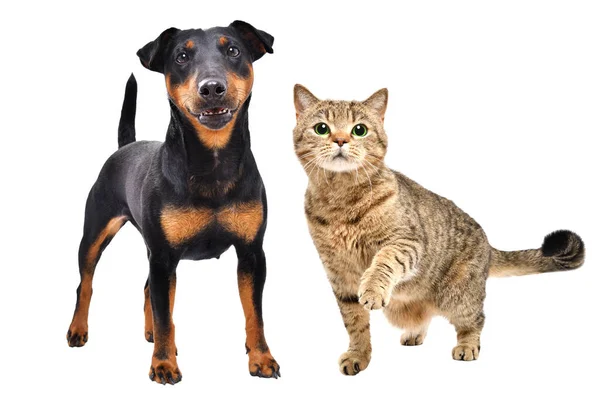 Bedårande Hund Ras Jagdterrier Och Katt Skotsk Rak Stående Tillsammans — Stockfoto