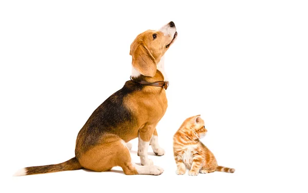 Beagle Dog Kitten Scottish Straight Zitten Samen Geïsoleerd Witte Achtergrond — Stockfoto