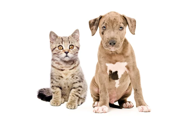 Kitten Scottish Straight and pitbull puppy — Stock Photo, Image