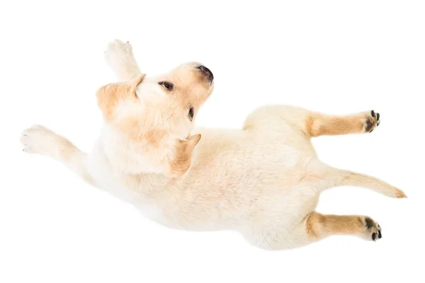 Cute Little Labrador Puppy Lying Isolated White Background Top View — Stock Photo, Image