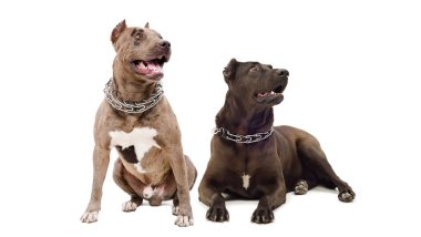 Beyaz arka planda iki pitbull köpeği yan yana.