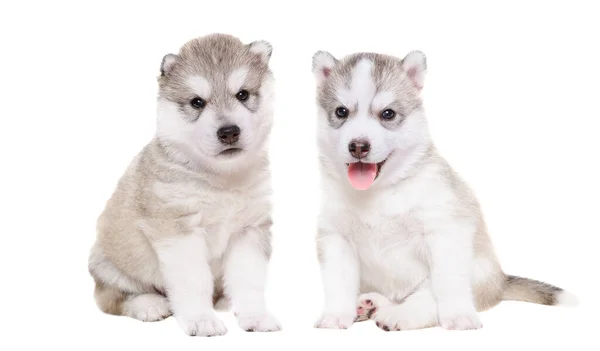 Dois Adoráveis Filhotes Cachorro Husky Sentados Juntos Isolados Fundo Branco — Fotografia de Stock