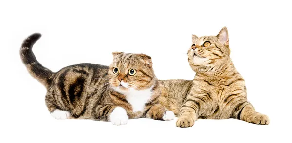 Två Bedårande Katter Som Ligger Tillsammans Isolerade Vit Bakgrund — Stockfoto