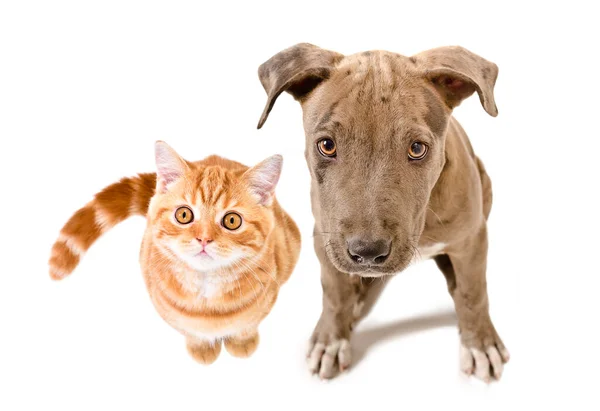 Leuke Pitbull Puppy Rode Kitten Schotse Rechte Zitten Samen Bovenaanzicht — Stockfoto