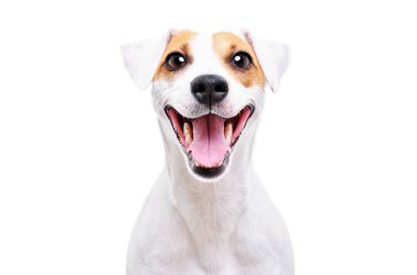 Gülümseyen bir köpeğin portresi, Jack Russell Terrier, yakın plan, beyaz arka planda izole edilmiş.