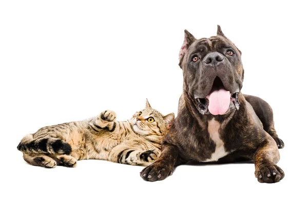 Bonito Cana Corso Cão Gato Escocês Linha Reta Deitado Conjunto — Fotografia de Stock