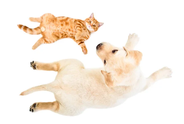 Cute Little Labrador Puppy Kitten Scottish Straight Lying Together Isolated — Stock Photo, Image