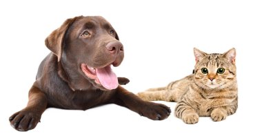 Sevimli Labrador köpeği ve kedisi İskoç dümdüz beyaz arka planda izole bir şekilde yatıyor.
