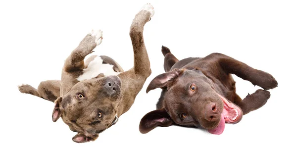Engraçado Brincalhão Pitbull Labrador Deitado Juntos Suas Costas Isolado Fundo — Fotografia de Stock