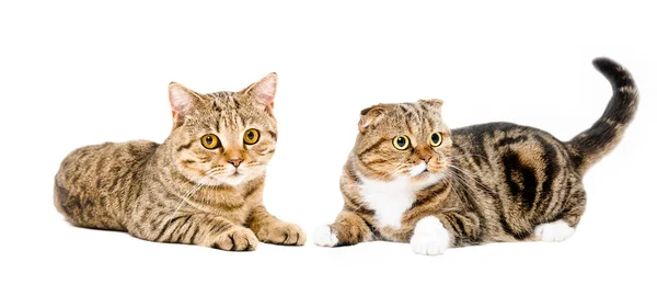 Two Charming Cats Lying Together Isolated White Background — Stock Photo, Image