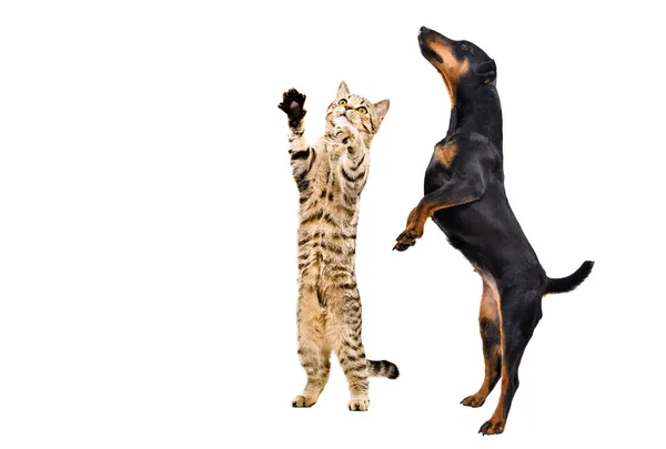 Speelse Jagdterrier Hond Kitten Schotse Recht Staan Samen Achterpoten Geïsoleerd — Stockfoto