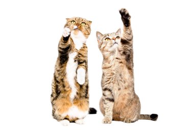 Two beautiful playful cats Scottish Fold and Scottish Straight together isolated on a white background