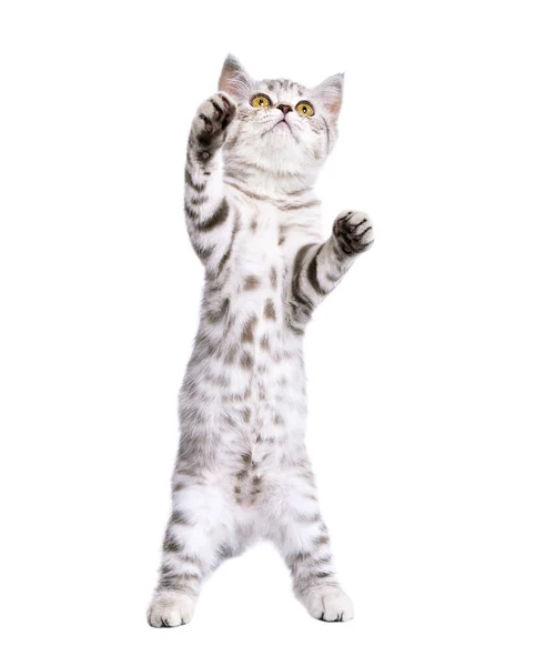 愛らしい遊び心のある子猫スコティッシュまっすぐ後ろ足に隔離された白の背景 — ストック写真