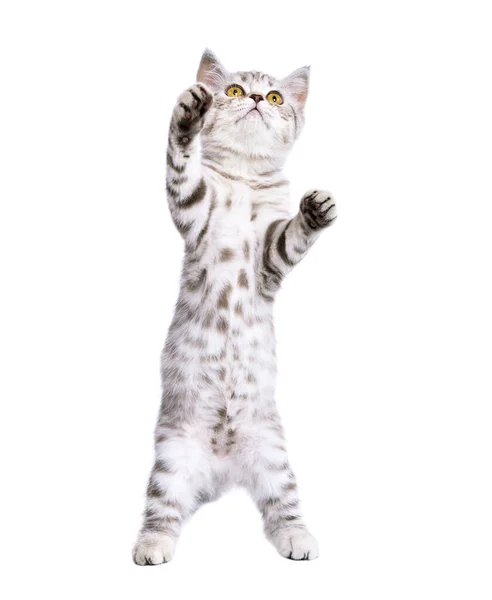 Adorable Playful Kitten Scottish Straight Standing Hind Legs Isolated White — Zdjęcie stockowe