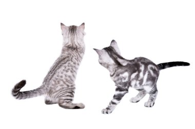 Two cute gray kittens scottish straight playing together, back view, isolated on white background