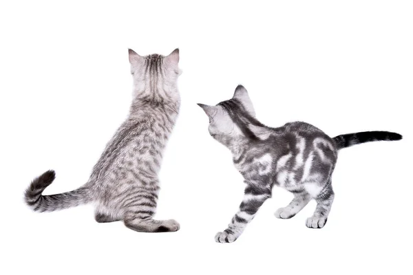 Two Cute Gray Kittens Scottish Straight Playing Together Back View — стоковое фото