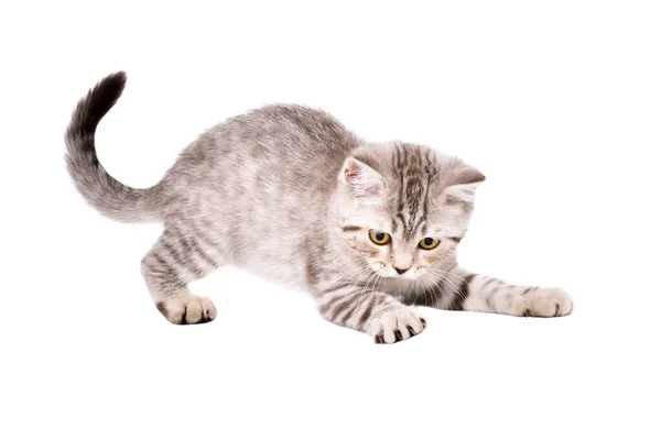 Schattig Speels Kitten Schots Rechte Geïsoleerd Witte Achtergrond — Stockfoto