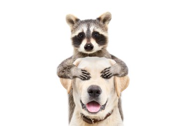 Portrait of a funny labrador to whom the raccoon closed his eyes with his paws isolated on a white background clipart
