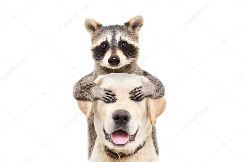 Portrait of a funny labrador to whom the raccoon closed his eyes with his paws isolated on a white background