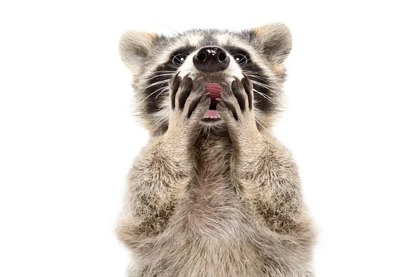 Retrato Divertido Mapache Sorprendido Aislado Sobre Fondo Blanco —  Fotos de Stock