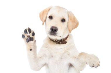 Pençesini sallayan sevimli Labrador köpeğinin portresi beyaz arka planda izole edilmiş.