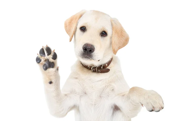 Portret Ślicznego Szczeniaka Labradora Machającego Łapą Białym Tle — Zdjęcie stockowe